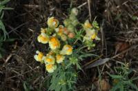 Linaria vulgaris