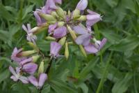 Saponaria officinalis