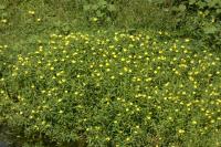 Ludwigia grandiflora