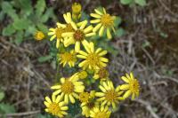 Jacobaea vulgaris