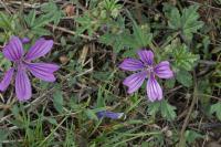 Malva sylvestris