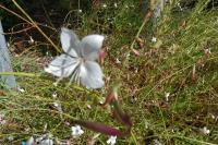 Oenothera lindheimeri