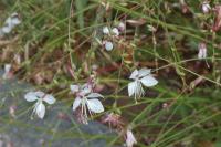 Oenothera lindheimeri