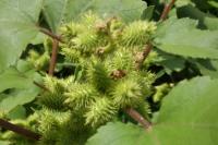 Xanthium orientale