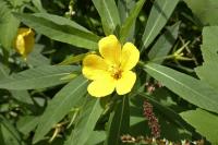 Ludwigia grandiflora