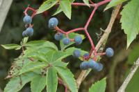 Parthenocissus inserta