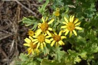 Jacobaea vulgaris