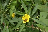 Ludwigia grandiflora