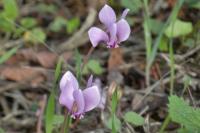 Cyclamen hederifolium