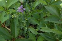 Medicago sativa
