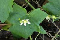 Bryonia dioica