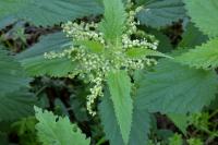 Urtica dioica