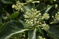 Hedera helix