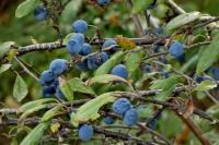Prunus spinosa