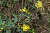 Medicago sativa subsp. falcata