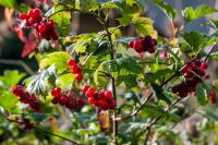Viburnum opulus