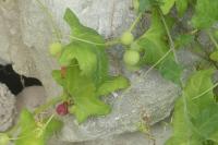 Bryonia dioica
