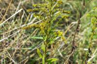 Solidago canadensis