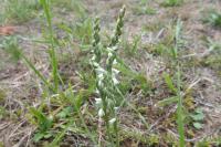Spiranthes spiralis