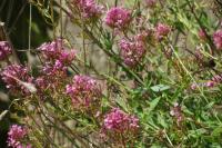 Centranthus ruber