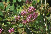 Centranthus ruber