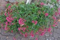 Centranthus ruber