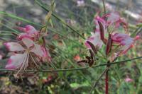 Oenothera lindheimeri