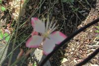 Oenothera lindheimeri