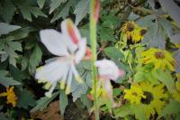 Oenothera lindheimeri