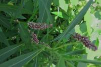 Persicaria lapathifolia