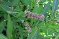 Persicaria lapathifolia