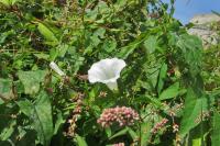 Persicaria lapathifolia