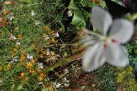 Oenothera lindheimeri