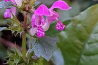 Lamium maculatum
