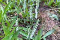 Spiranthes spiralis