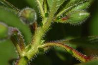 Ludwigia peploides