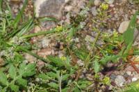 Rorippa palustris
