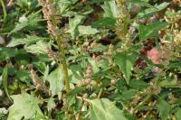 Oxybasis rubra