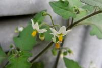 Solanum nigrum