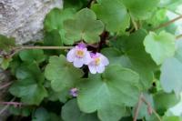 Cymbalaria muralis