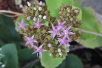 Hylotelephium telephium