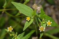 Galinsoga parviflora