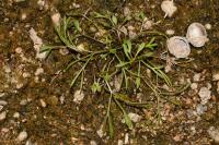 Ranunculus fluitans