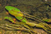 Potamogeton nodosus