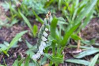 Spiranthes spiralis