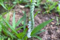 Spiranthes spiralis