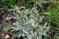 Gnaphalium uliginosum