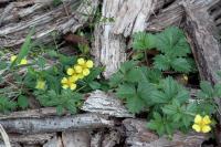 Potentilla erecta