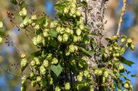 Humulus lupulus