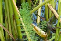 Myriophyllum aquaticum